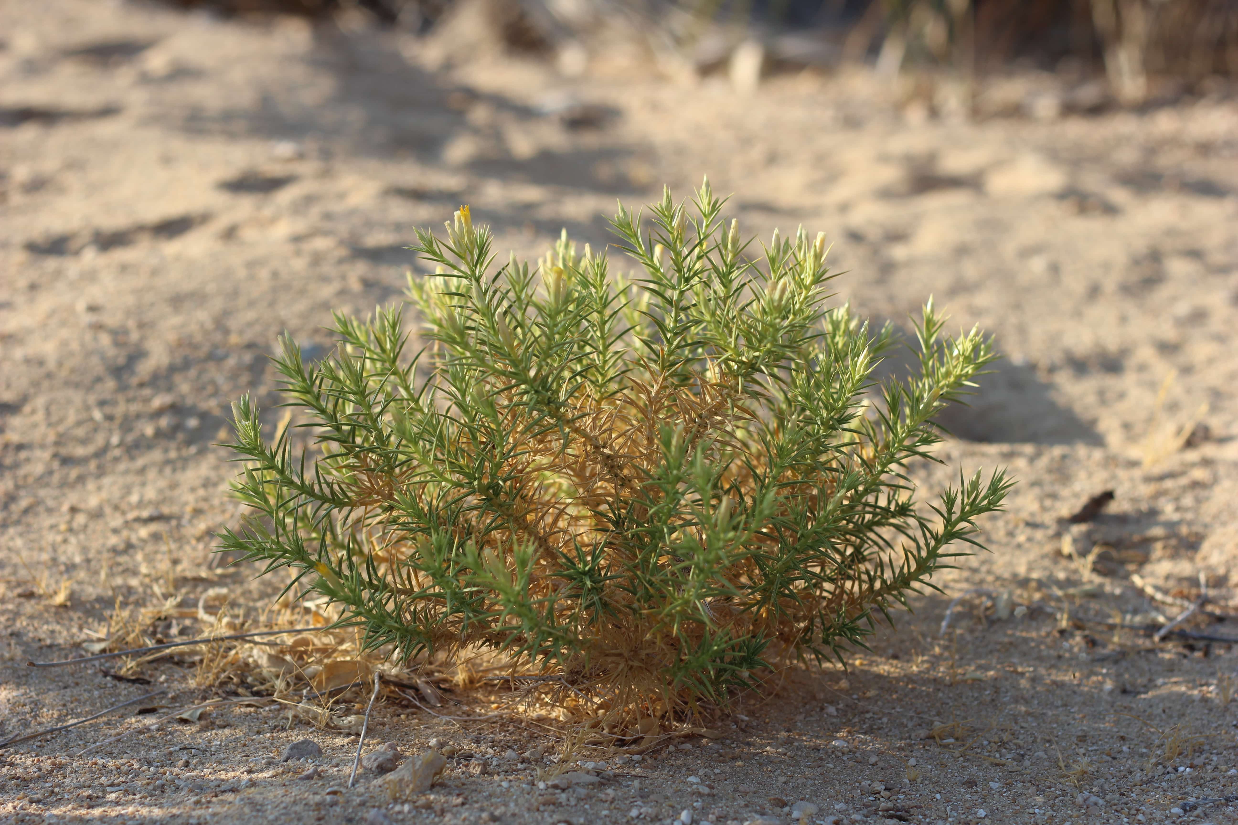 Plant Image